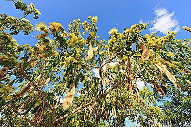 《灰烬创造者》新视频展示动态季节与天气效果